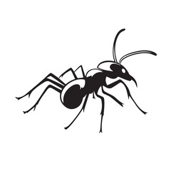 black ant isolated on white