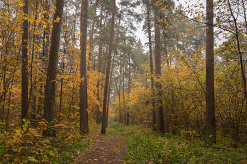Obraz premium Forest path in autumn through tall pines and maple trees with golden yellow foliage. Natural beauty and tranquility perfect for background image and travel concept. Golden autumn.