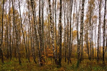 Fototapeta premium Autumn forest with tall birch tree trunks and fallen yellow leaves on the ground. Natural seasonal scenery, nature background.