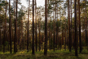 Obraz premium Sunrise or sunset in tall pine forest with long shadows on mossy ground. Nature landscape for tranquility and wilderness. Natural scenic view for wallpapers.