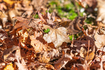 秋の森に積もる茶色い落ち葉