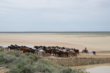 A herd of horses grazing in the steppe