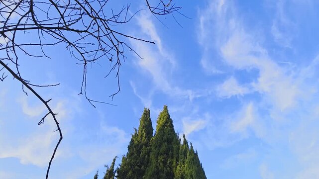 Autumn sky in the late afternoon, soft clouds drifting slowly, row of cypress trees and a bare tree branch contrasting with deep blue sky, calm and serene atmosphere, 4K horizontal,