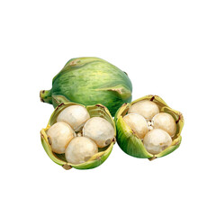Healthy peeled and in green shell lotus seeds watercolor illustration on isolated  white background. Makhana nuts. 