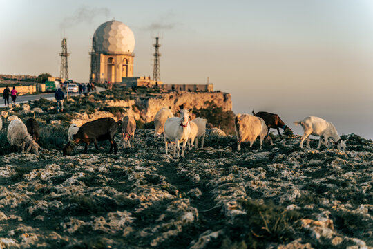 Goats grazing on the Dingli Cliffs of Gozo, Malta, at sunset.