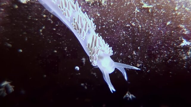 Observe a translucent ghost nudibranch navigating a dark, rocky underwater environment. It delicately moves, showing its unique anatomy while exploring the sea floor. Captured during daylight.