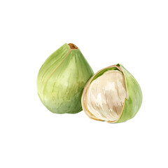 Healthy peeled and in green shell lotus seeds watercolor illustration on isolated  white background. Makhana nuts. 