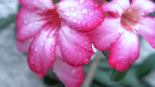 Pink adenium flower with water droplets in soft natural light, tropical beauty concept