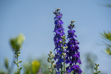 初夏の青空を背景に咲くチドリソウ