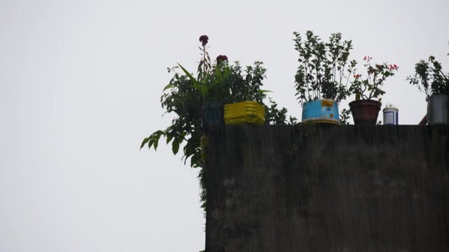Raining on flowers and plants on a building roof.