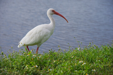 Obraz premium A graceful White Ibis By Waterline: Serene Birds Nearby Grass and Shoreline. Stands on lush grass beside a calm blue body of water, its red bill and pink legs adding vivid color to a tranquil lakeside
