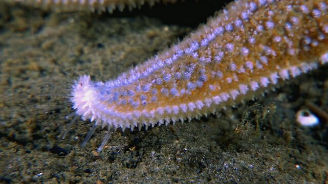 A detailed look at the arm of a starfish as it slowly moves across the seabed in the White Sea. Notice the fine details of its structure and interaction with the ocean floor.