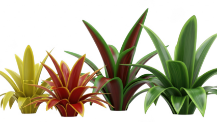 Colorful bromeliads isolated on transparent background