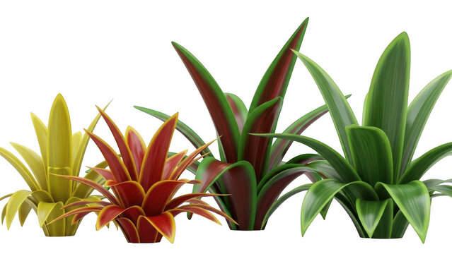 Colorful bromeliads isolated on transparent background