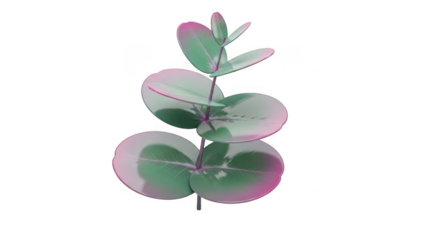 Eucalyptus leaf illustration isolated on transparent background