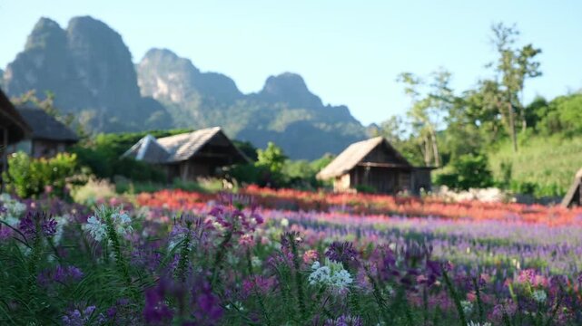 A beautiful colorful flower field with wooden cabin and limestone mountains in background