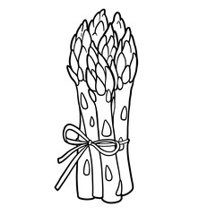 Bunch of fresh juicy asparagus tied with a ribbon linear drawing on white background