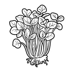 Fresh sprouted microgreens pea sprouts with roots linear drawing on white background