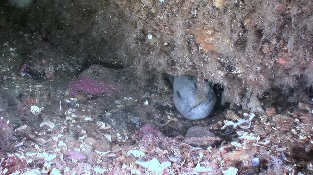 Captured in its natural habitat, an Atlantic wolffish rests calmly among rocks and seaweed. The underwater view shows the fish near the seafloor, blending with its rocky environment in the deep sea.