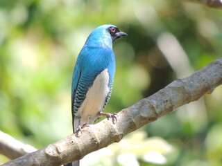 Swallow Tanager