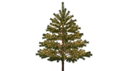 Green Christmas tree with warm white fairy lights on black background evergreen pine