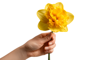 Hand holding a vibrant yellow daffodil flower against a plain background, perfect for spring celebrations, gardening themes, and natureinspired projects.