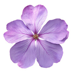 Obraz premium Flower With Purple Petals Showing Details of Its Structure and Colors on a Flat Background