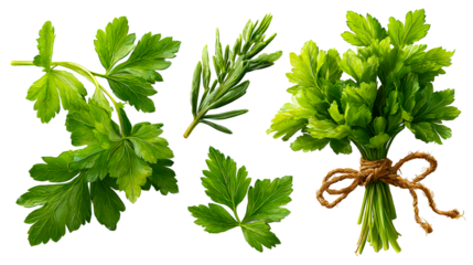 Fresh herbs like parsley and rosemary, presented as a collection of sprigs and a tied bunch, perfect for culinary use and healthy eating themes.