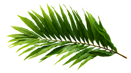 Lush green palm frond with detailed veins and a natural curve, perfect for tropical themes and botanical presentations.