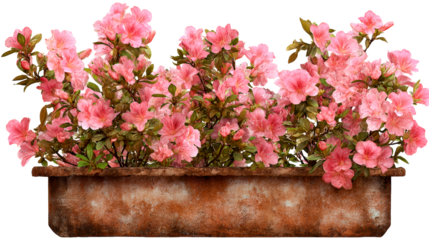 Abundant pink azalea flowers overflowing from a weathered terracotta planter, perfect for spring gardening promotions and floral decor concepts