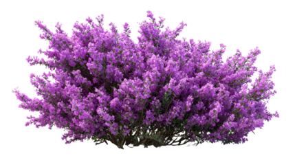 Vibrant purple flowering shrub with dense blooms and visible branches, perfect for landscaping and garden design themes.