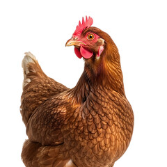 Farm brown chicken isolated on transparent background