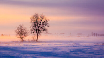 Serene winter landscape featuring bare, frosted trees standing in a vast, snow-covered field enveloped by a subtle mist under a warm, golden and orange sky during sunrise