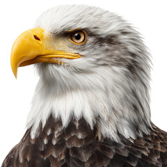 Obraz premium Bald Eagle Shows Sharp Features and Bright Colors in Close-Up View Against Plain Background