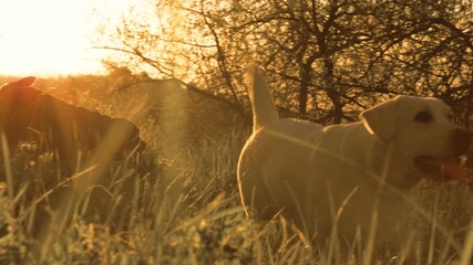 Two dogs watch sunset together in field with tall grass