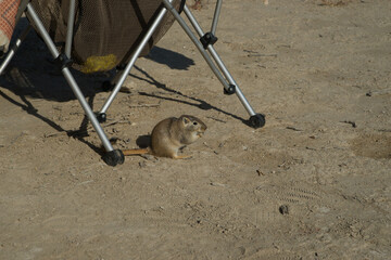 A small field mouse in the wild