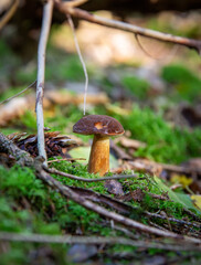 Lonely fungus, forest
