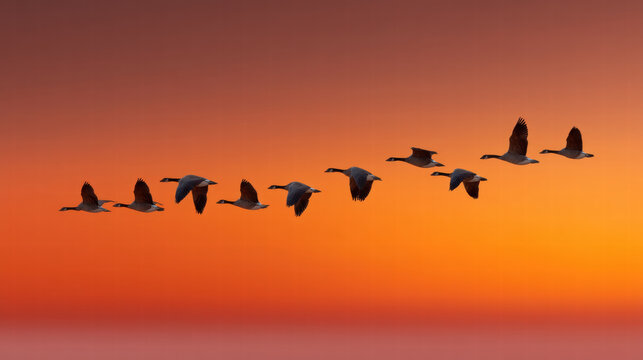 Visual metaphor of hope in nature shows flock of birds flying in formation against vibrant orange sky at sunset