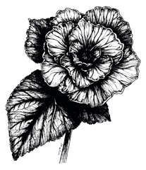 Vintage begonia flower with leaves black and white line art
