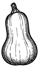 Butternut squash illustration hand drawn outline