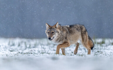 Fototapeta premium Grey wolf ( Canis lupus ) close up