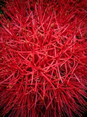 Naklejka premium Red Blood Lily Flower Macro Close Up