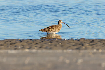 Eurasian Curlew (Numenius arquata), Found on estuaries, mudflats and coasts throughout Ireland
