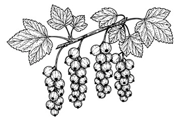 Obraz premium Vintage currant branch set with berries and leaves hand drawn outline illustration
