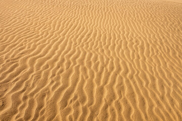 鳥取砂丘の砂漠