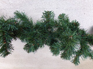 christmas tree branches