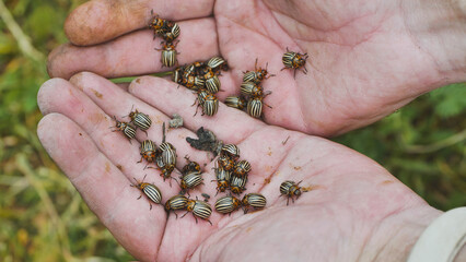 Farmer holding colorado potato beetles in open hands