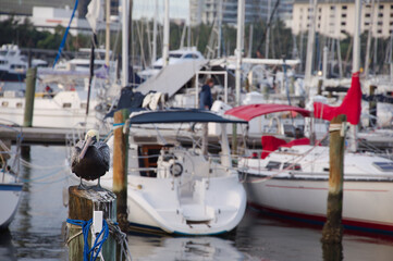 A lone Pelican Perched On Weathered Harbor Post With Calm Water and Distant Docks in St. Pete, FL. Reflections ripple on the water as distant boats and pilings create a peaceful maritime scene.
