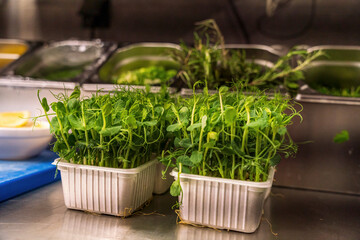 A view into a professional Bavarian kitchen which cook with fresh green vegetables