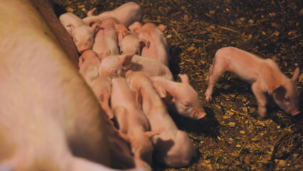Nursing piglets feeding alongside sow in rustic farmyard setting, depicting rural animal husbandry